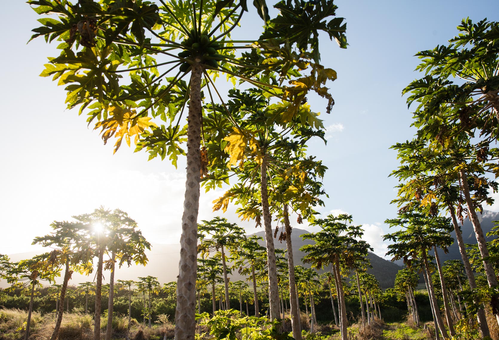 Maui_ChefSheldonSimeon_KumuFarm_1325